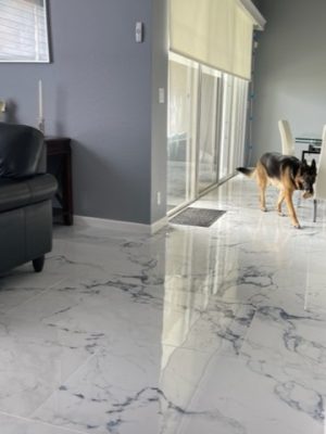 a German Sheppard dog on blue porcelain tile that looks like marble